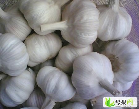 山东金乡大蒜最新价格与大蒜情缘的温馨故事