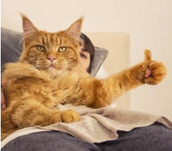 猫的世界揭秘，猫喵资讯传递喵星人的秘密