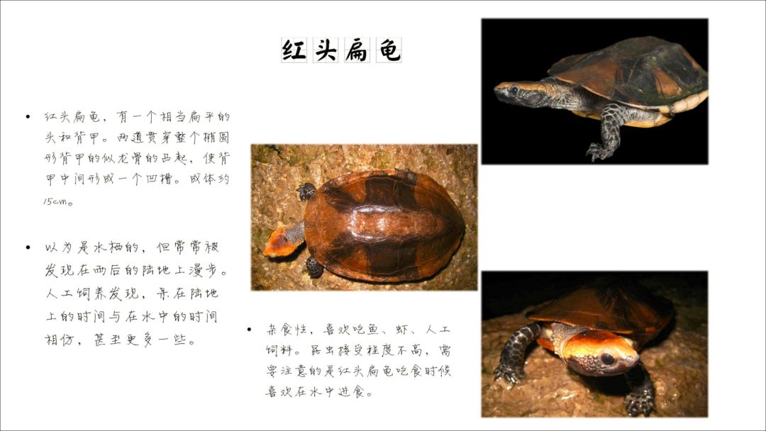 国家最新龟类品种完全介绍与养殖步骤指南