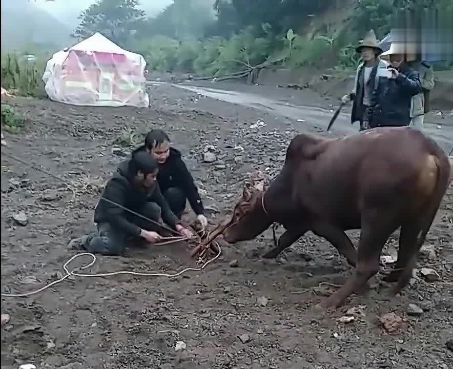 农村牛二条最新视频，欢乐温馨的农村日常时光